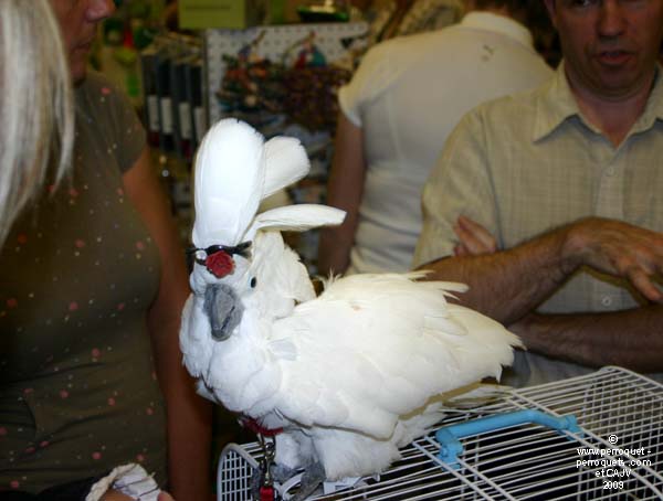 Johanne Vaillancourt at AQAP 2009 June: Chichou.