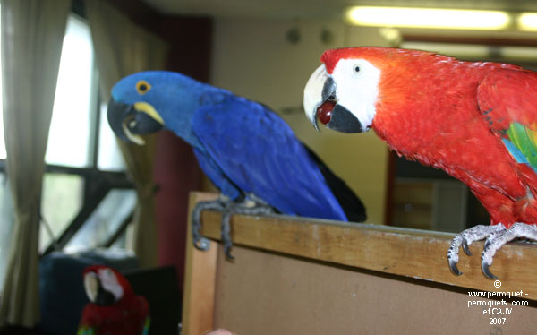 Johanne Vaillancourt at AQAP 2007 June: Molly and Elmo.