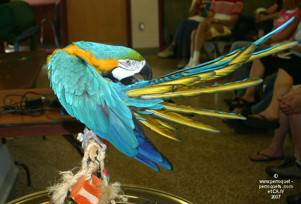 Johanne Vaillancourt at AQAP 2007 June: Quita.