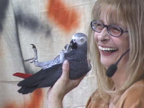 JVAC Club, Parrot information 2003 to 2005.