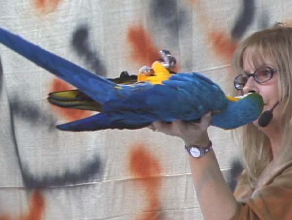 JVAC Club, Parrot information 2003 to 2005.