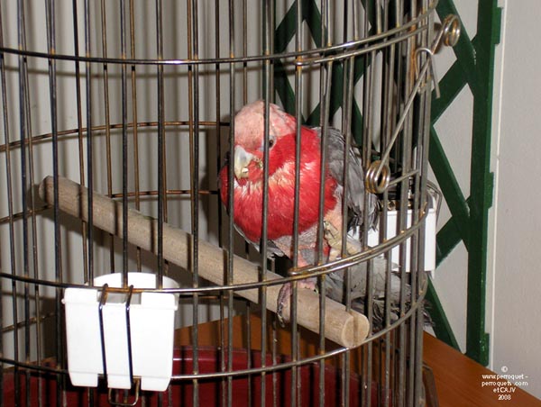 Lecture to raise funds for ASAP, Paris.