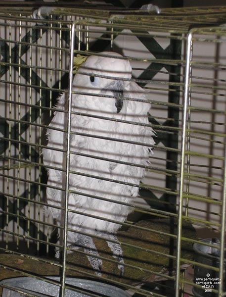 Lecture to raise funds for ASAP, Paris.