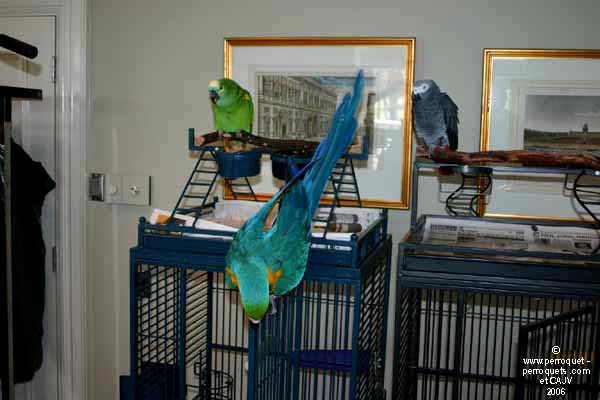 Johanne Vaillancourt at the Perro-Rave in 2006.