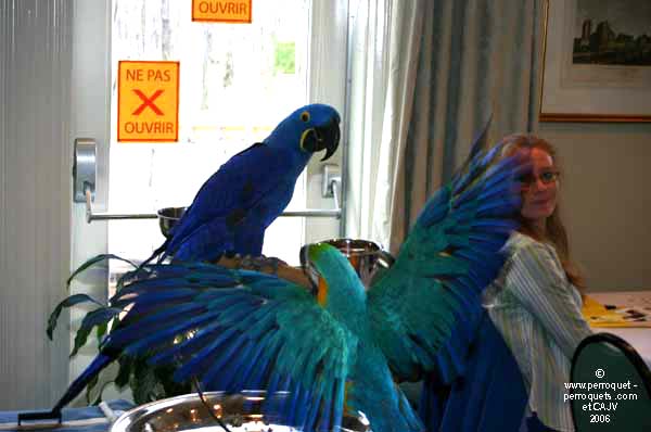 Johanne Vaillancourt at the Perro-Rave in 2006.