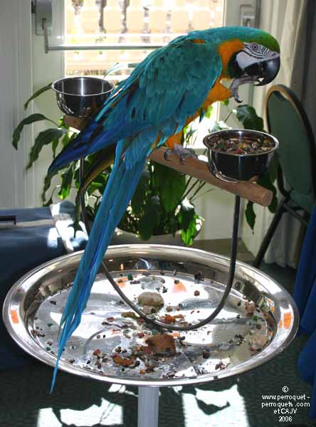 Johanne Vaillancourt at the Perro-Rave in 2006.