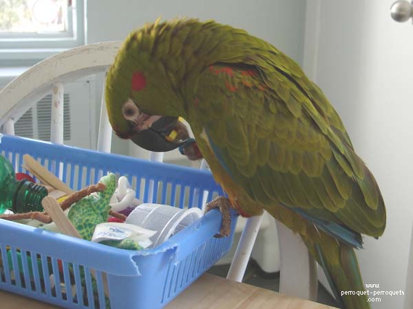 Ara rubrogenys parrot and its treasure chest full of toys.