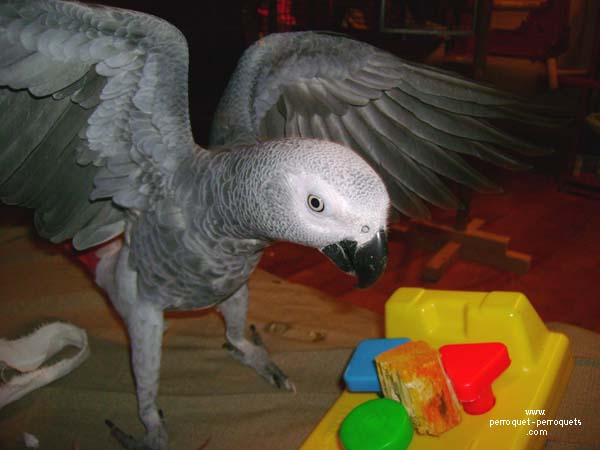 Gris d'Afrique, psittacus erithacus erithacus in full action with its toy.